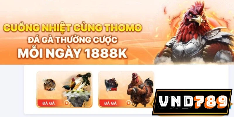 Đá gà VND789 đem tới trải nghiệm hấp dẫn với trận đấu mãn nhãn